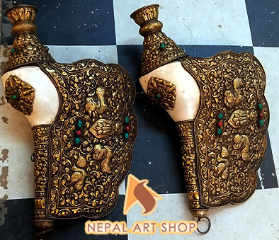 Conch shell from Nepal, conch shells for sale wholesale, Conch Shell a Buddhist Symbols,
Tibetan Conch Shell for ritual, monasteries Buddhist Conch Shell , Nepali Conch shell