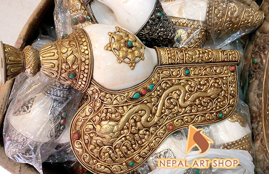 Conch shell from Nepal, conch shells for sale wholesale, Conch Shell a Buddhist Symbols,
Tibetan Conch Shell for ritual, monasteries Buddhist Conch Shell , Nepali Conch shell