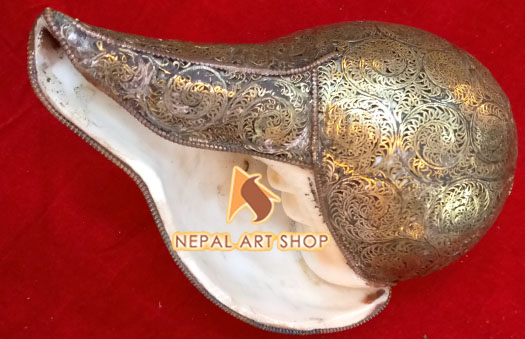 Conch shell from Nepal, conch shells for sale wholesale, Conch Shell a Buddhist Symbols,
Tibetan Conch Shell for ritual, monasteries Buddhist Conch Shell , Nepali Conch shell