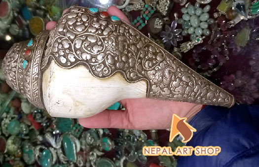 Conch shell from Nepal, conch shells for sale wholesale, Conch Shell a Buddhist Symbols,
Tibetan Conch Shell for ritual, monasteries Buddhist Conch Shell , Nepali Conch shell